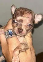 Chach under 1.12, a male Chihuahua for sale in Gettysburg, PA – Photo 5 of 9
