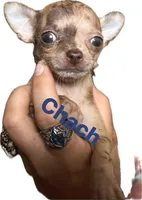 Chach under 1.12, a male Chihuahua for sale in Gettysburg, PA – Photo 1 of 9