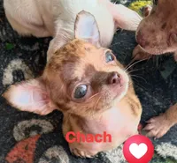 Chach under 1.12, a male Chihuahua for sale in Gettysburg, PA – Photo 4 of 9