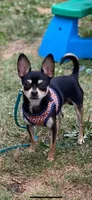 Chach under 1.12, a male Chihuahua for sale in Gettysburg, PA – Photo 6 of 9