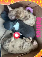 Chach under 1.12, a male Chihuahua for sale in Gettysburg, PA – Photo 2 of 9