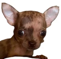 Chach under 1.12, a male Chihuahua for sale in Gettysburg, PA – Photo 3 of 9