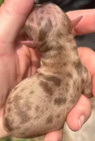 Chach under 1.12, a male Chihuahua for sale in Gettysburg, PA – Photo 8 of 9