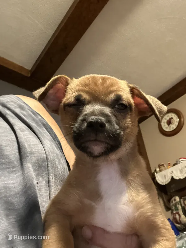 Meek – French Bulldog, Chihuahua puppy for sale in Gettysburg, PA