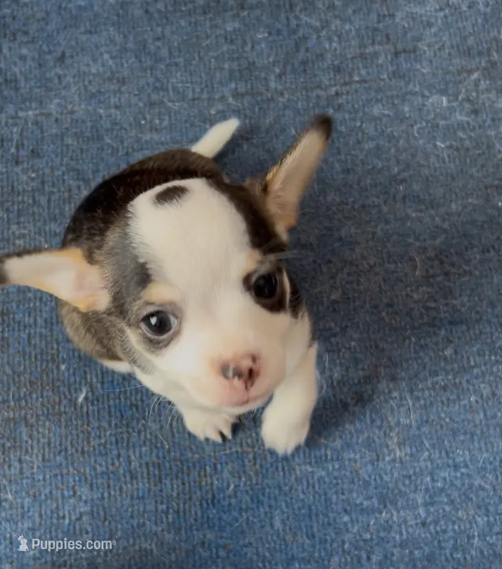 Bri – French Bulldog, Chihuahua puppy for sale in Gettysburg, PA