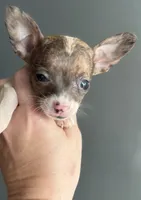 Lou, a male Chihuahua for sale in Gettysburg, PA – 2 of 3