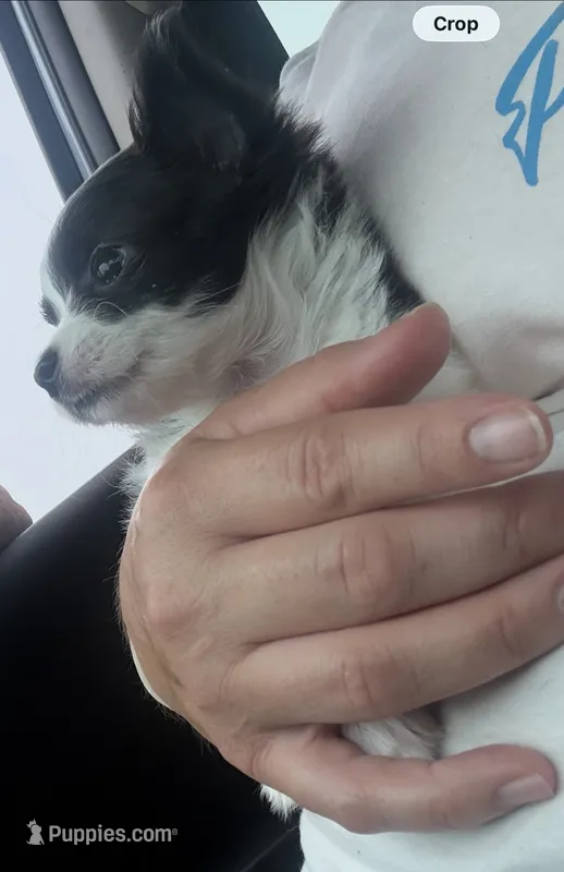 Mellie( long coat) – Chihuahua puppy for sale in Gettysburg, PA