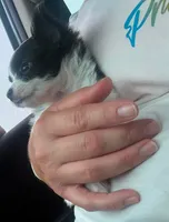 Mellie, a female Chihuahua for sale in Gettysburg, PA – 2 of 4
