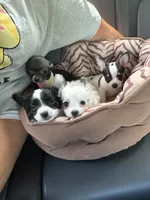 Mellie, a female Chihuahua for sale in Gettysburg, PA – 4 of 4