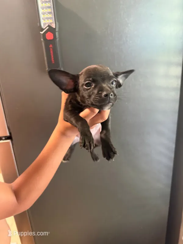 Stormie – French Bulldog, Chihuahua puppy for sale in Gettysburg, PA