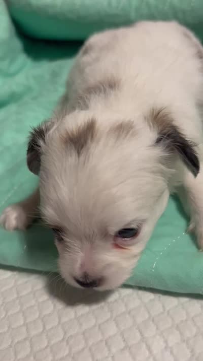 Merlin, a male Chihuahua for sale in Gettysburg, PA – 3 of 3