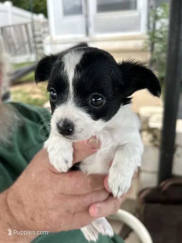 Mellie( long coat) – Chihuahua puppy for sale in Gettysburg, PA