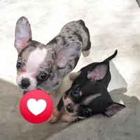 (Pending)Felony, a female Chihuahua for sale in Gettysburg, PA – Photo 1 of 5