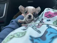 (Pending)Felony, a female Chihuahua for sale in Gettysburg, PA – Photo 5 of 5