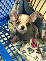 (Pending)Felony, a female Chihuahua for sale in Gettysburg, PA – Photo 4 of 5