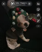 (Pending)Felony, a female Chihuahua for sale in Gettysburg, PA – Photo 3 of 5