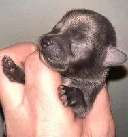 (Pending)Icon, a male Chihuahua for sale in Gettysburg, PA – Photo 2 of 8