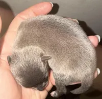 (Pending)Icon, a male Chihuahua for sale in Gettysburg, PA – Photo 8 of 8