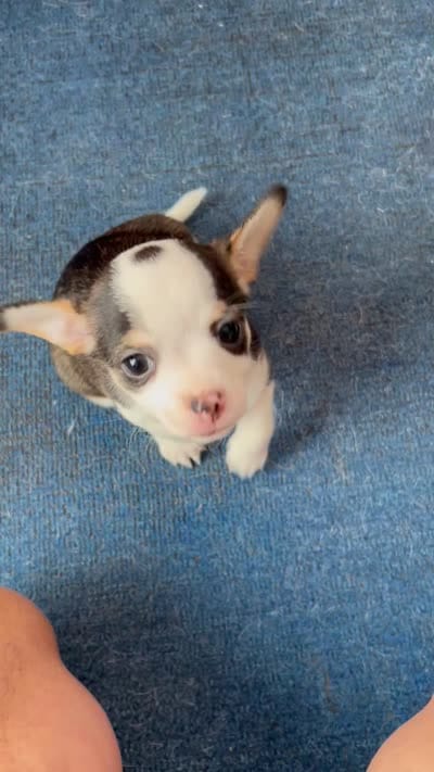 Bri, a female French Bulldog and Chihuahua for sale in Gettysburg, PA – 3 of 3