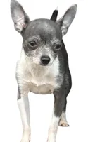 Blue star, a female Chihuahua for sale in Gettysburg, PA – Photo 9 of 10