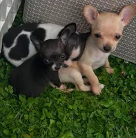 Blue star, a female Chihuahua for sale in Gettysburg, PA – Photo 3 of 10
