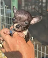 Blue star, a female Chihuahua for sale in Gettysburg, PA – Photo 2 of 10