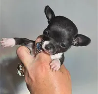 Blue star, a female Chihuahua for sale in Gettysburg, PA – Photo 5 of 10