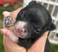 Blue star, a female Chihuahua for sale in Gettysburg, PA – Photo 6 of 10
