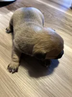 Meek, a male French Bulldog and Chihuahua for sale in Gettysburg, PA – 4 of 4