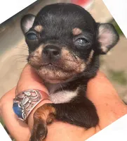 Alvin 12oz, a male Chihuahua for sale in Gettysburg, PA – Photo 7 of 10
