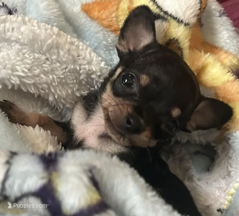 Alvin 12oz, a male Chihuahua for sale in Gettysburg, PA – Photo 1 of 10