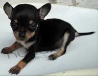 Alvin 12oz, a male Chihuahua for sale in Gettysburg, PA – Photo 2 of 10