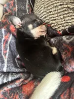 Alvin 12oz, a male Chihuahua for sale in Gettysburg, PA – Photo 3 of 10