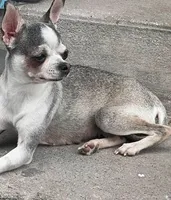 Alvin 12oz, a male Chihuahua for sale in Gettysburg, PA – Photo 9 of 10