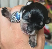 Alvin 12oz, a male Chihuahua for sale in Gettysburg, PA – Photo 8 of 10