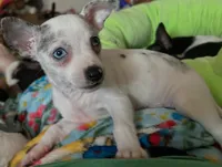 Splash, a male Chihuahua for sale in Gettysburg, PA – Photo 2 of 8