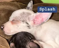 Splash, a male Chihuahua for sale in Gettysburg, PA – Photo 1 of 8