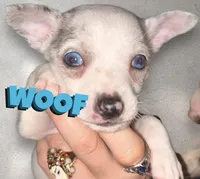 Splash, a male Chihuahua for sale in Gettysburg, PA – Photo 4 of 8