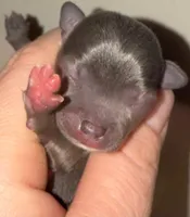 Koal, a male Chihuahua for sale in Gettysburg, PA – Photo 6 of 10