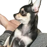 Koal (pending), a male Chihuahua for sale in Gettysburg, PA – Photo 9 of 10