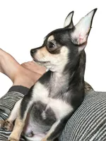 Koal, a male Chihuahua for sale in Gettysburg, PA – Photo 9 of 10