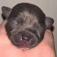 Koal (pending), a male Chihuahua for sale in Gettysburg, PA – Photo 6 of 10