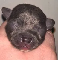 Koal, a male Chihuahua for sale in Gettysburg, PA – Photo 5 of 10