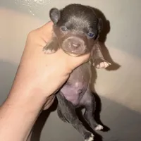 Koal (pending), a male Chihuahua for sale in Gettysburg, PA – Photo 5 of 10