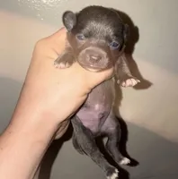 Koal, a male Chihuahua for sale in Gettysburg, PA – Photo 1 of 10