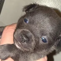 Koal (pending), a male Chihuahua for sale in Gettysburg, PA – Photo 4 of 10