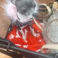 Koal (pending), a male Chihuahua for sale in Gettysburg, PA – Photo 10 of 10