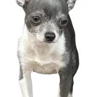 Koal (pending), a male Chihuahua for sale in Gettysburg, PA – Photo 8 of 10