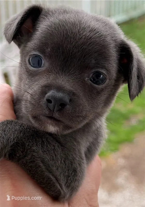 Koal – Chihuahua puppy for sale in Gettysburg, PA