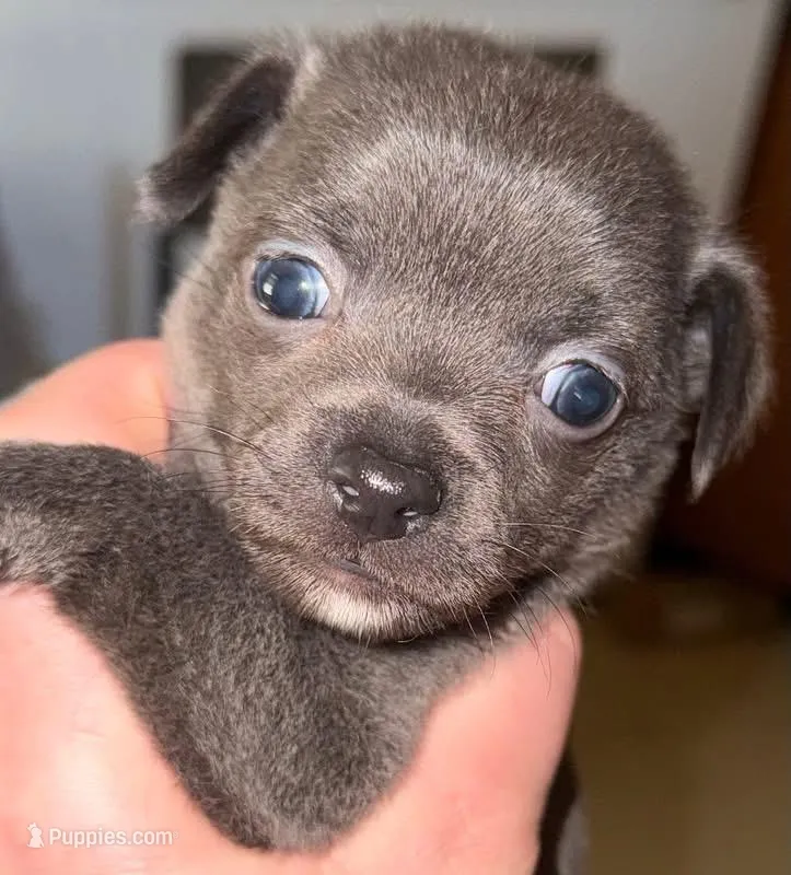 Koal – Chihuahua puppy for sale in Gettysburg, PA